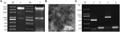 Coinfection of Two Mycoviruses Confers Hypovirulence and Reduces the Production of Mycotoxin <mark class="highlighted">Alternariol</mark> in Alternaria alternata f. sp. mali